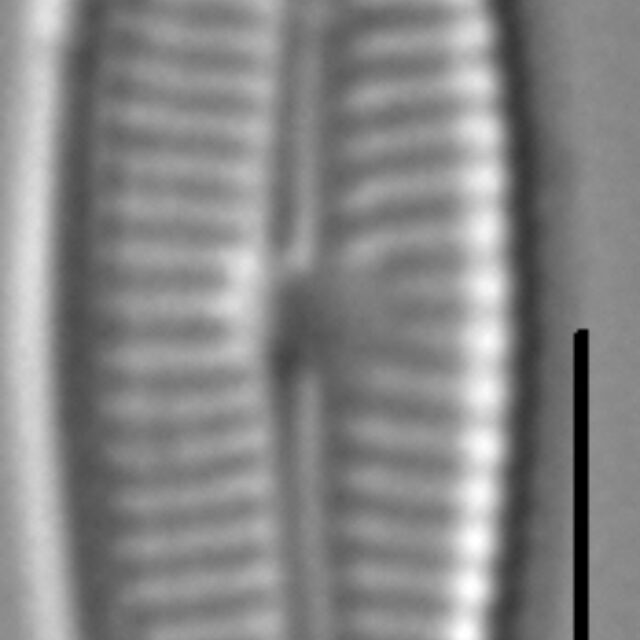 Encyonopsismedicinalis5