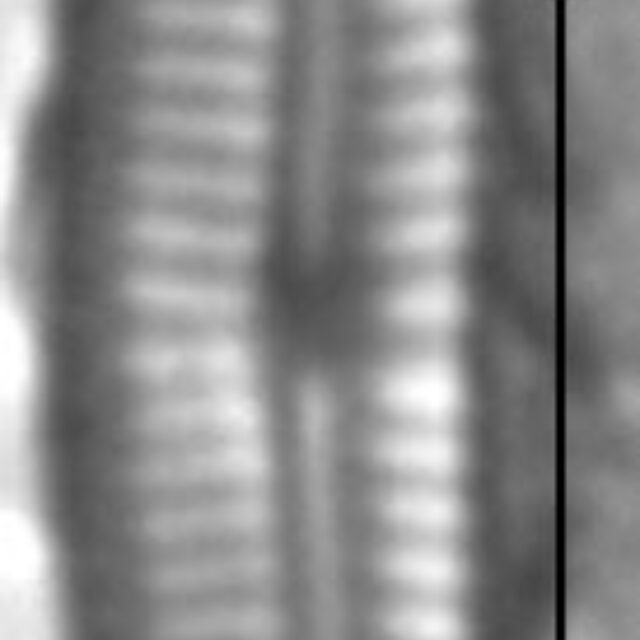 Encyonopsis microcephala sensu Krammer LM6