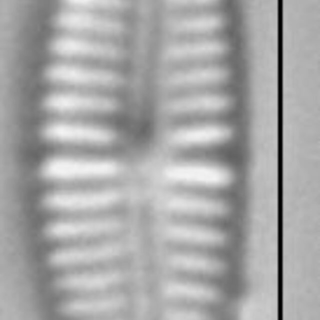 Encyonopsis microcephala sensu Krammer LM4