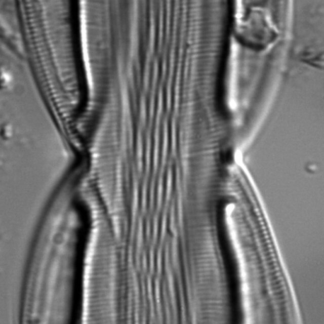 Entomoneis paludosa LM3