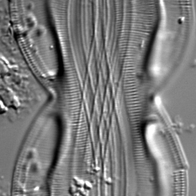 Entomoneis paludosa LM4