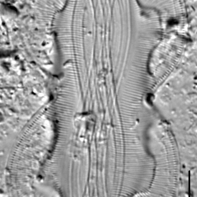 Entomoneis paludosa LM5