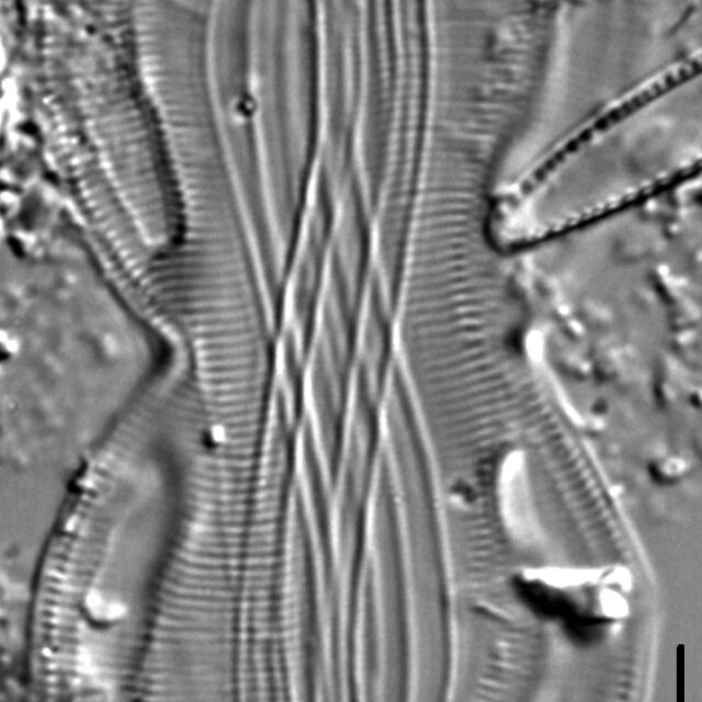 Entomoneis paludosa LM6