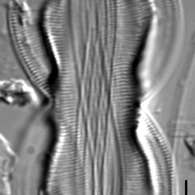 Entomoneis paludosa LM7