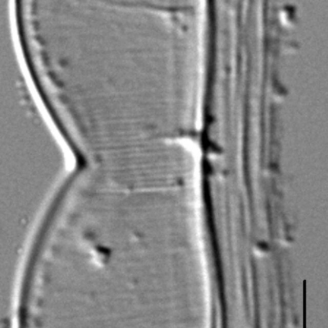 Entomoneis punctulata LM3