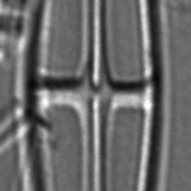 Envekadea pachycephala LM4