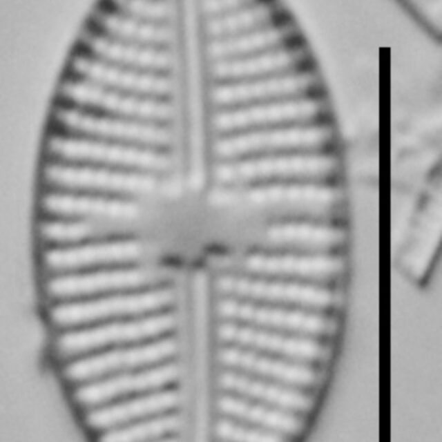 Eolimna Aboensis Mehp002 A 110817 40