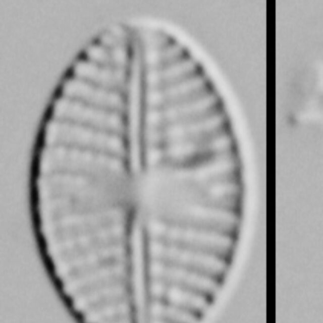 Eolimna Aboensis Mehp003 A 110817 45