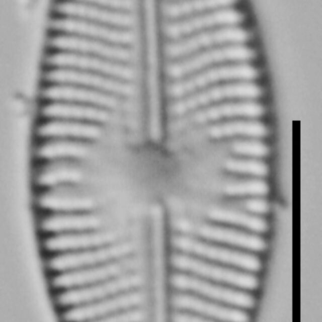 Eolimna Aboensis Nyhp003 A 011018 24