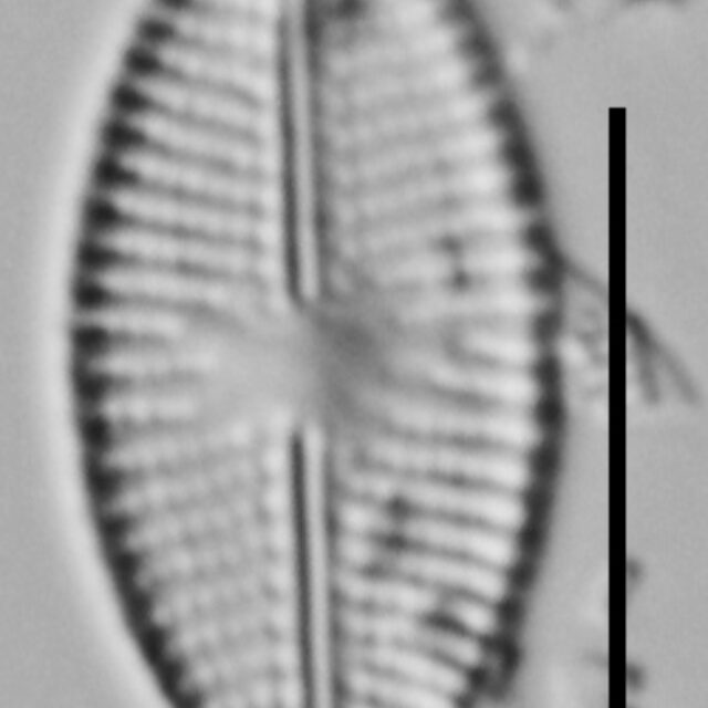 Eolimna Aboensis Vt10090 A 110917 43