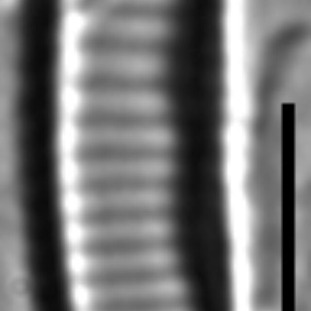 Eunotia rhomboideaLM1