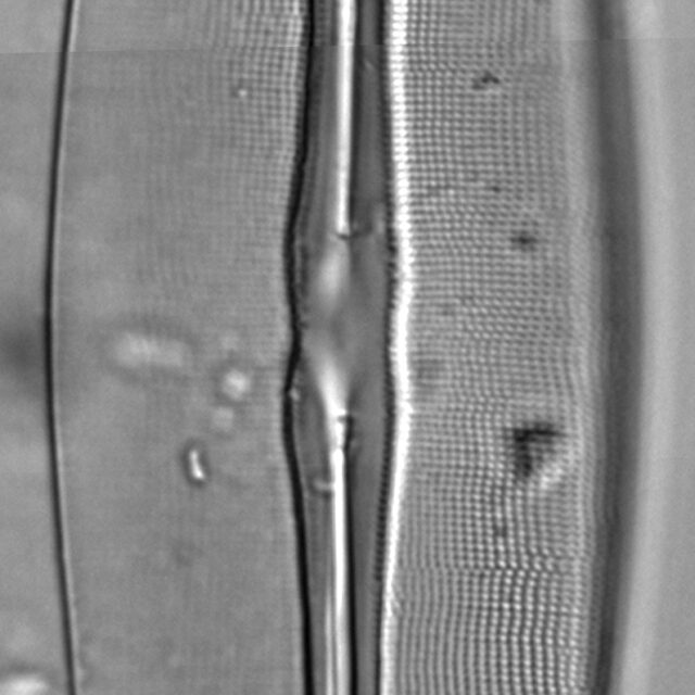 Frustulia bahlsii LM6