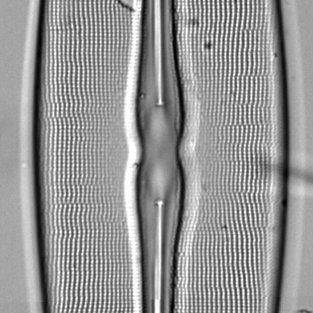 Frustulia bahlsii LM5