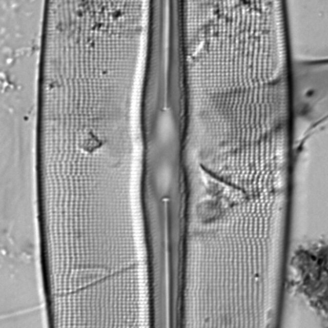 Frustulia bahlsii LM4