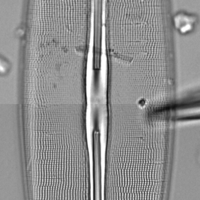 Frustulia bahlsii LM3