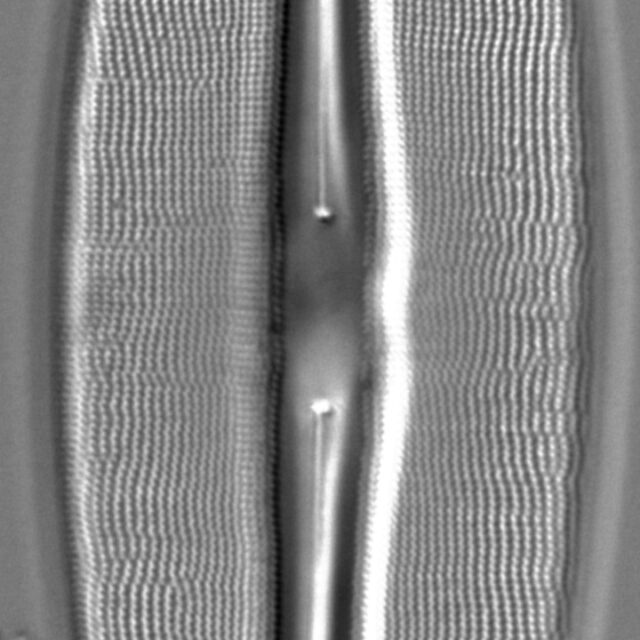 Frustulia bahlsii LM1