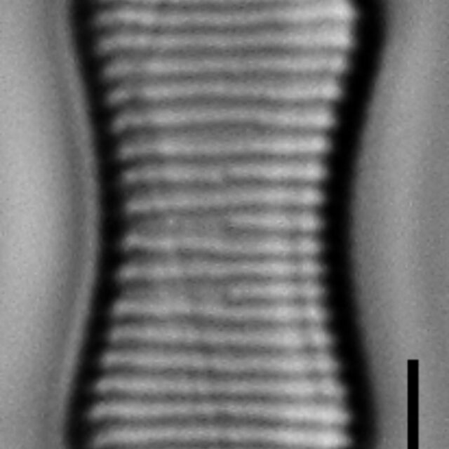 Fragilaria constricta LM3