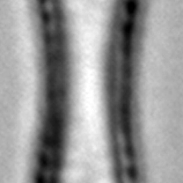 Fragilaria mesolepta LM3