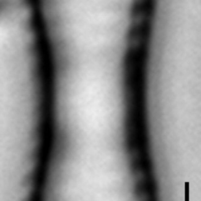 Fragilaria mesolepta LM6