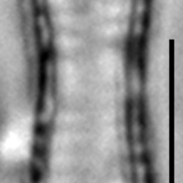 Fragilaria mesolepta LM7