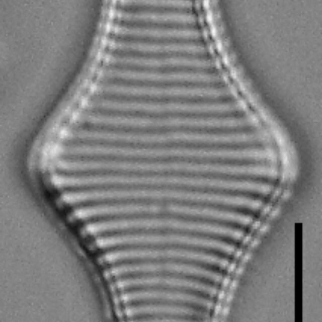 Fragilariforma polygonata LM5