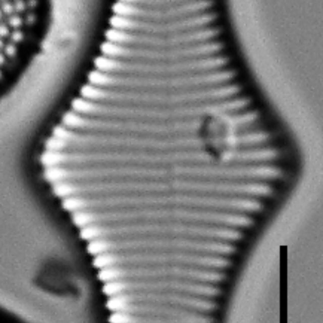 Fragilariforma polygonata LM2