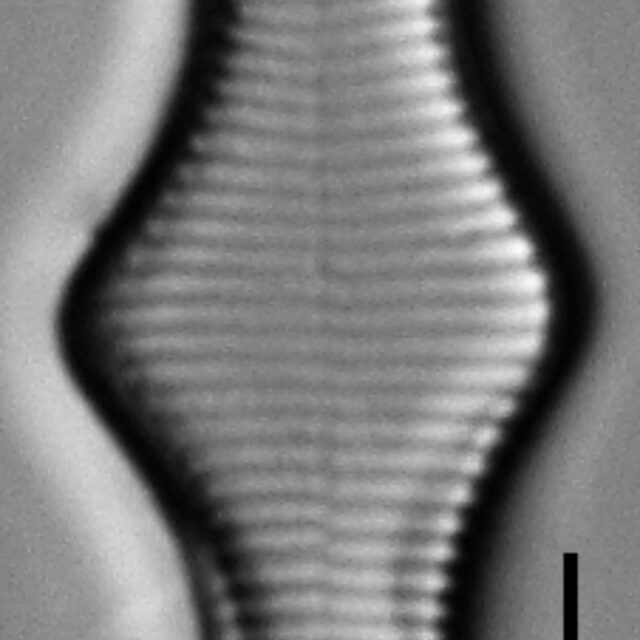 Fragilariforma polygonata LM3