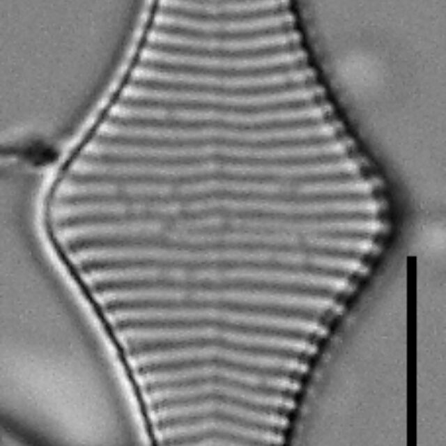 Fragilariforma polygonata LM4