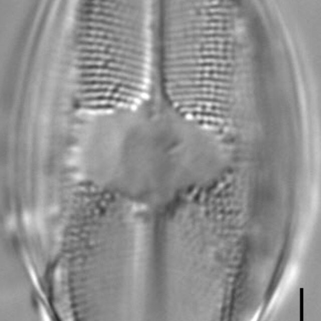 Eucocconeis flexella LM1