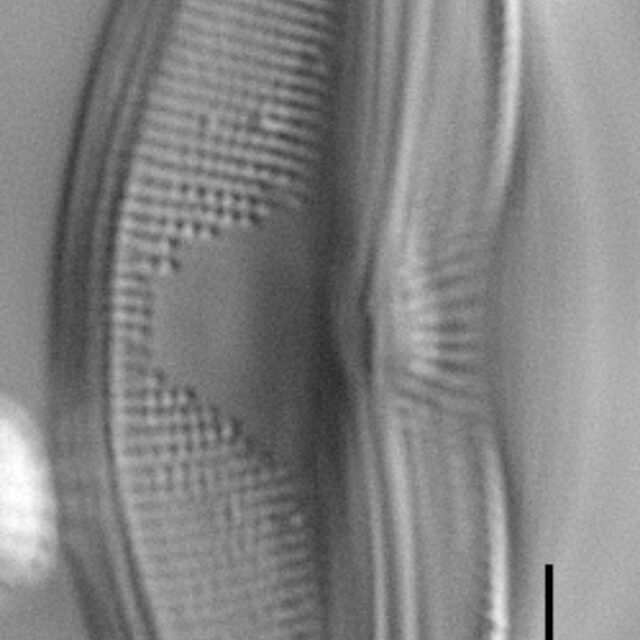 Eucocconeis flexella LM4