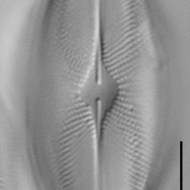 Eucocconeis flexella LM5