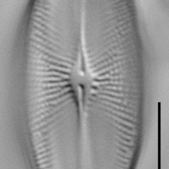 Eucocconeis flexella LM6