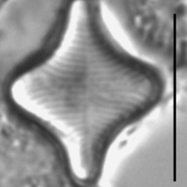 Fragilariforma horstii LM4