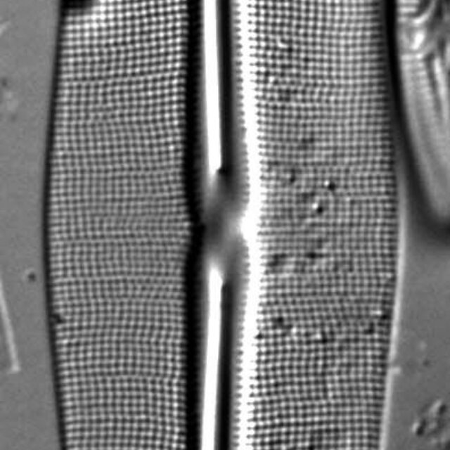 Frustulia Rhomboides Uga  Rrpswo90 1404A 12