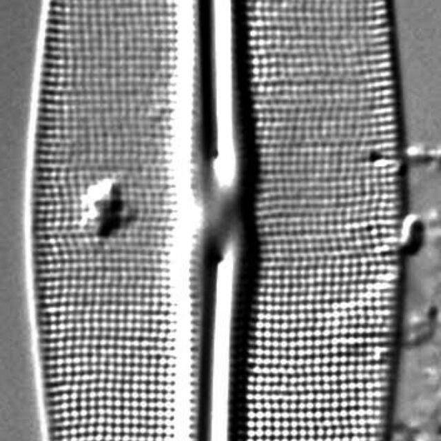 Frustulia Rhomboides Uga  Rrpswo90 1404A 9