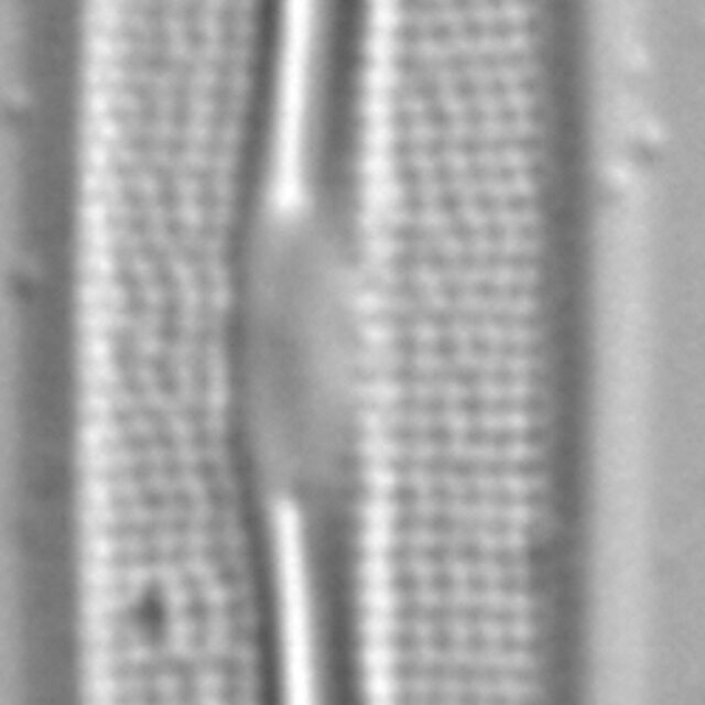 Frustulia amosseana LM4