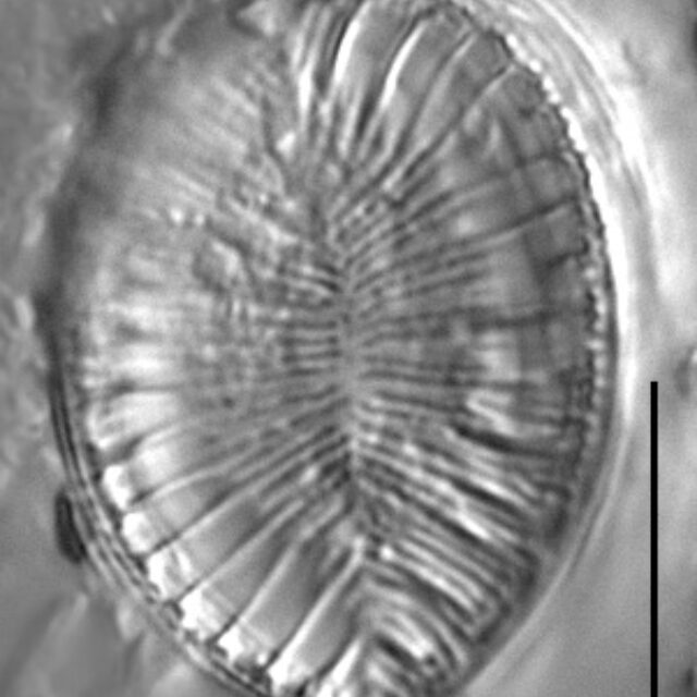 Surirella iowensis LM3