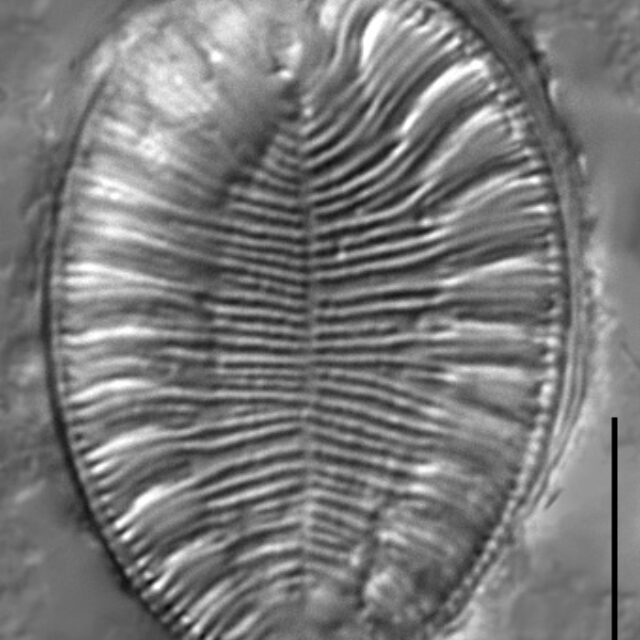 Surirella iowensis LM4