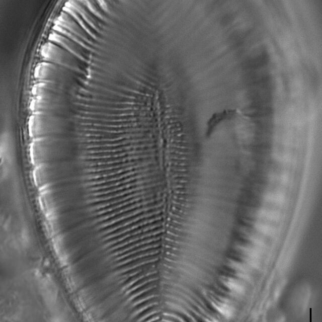 Surirella iowensis LM7