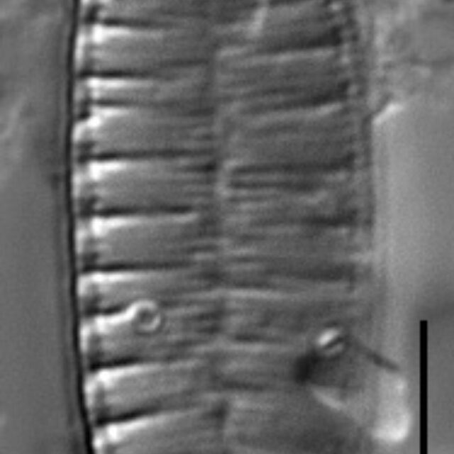 Surirella angusta LM2