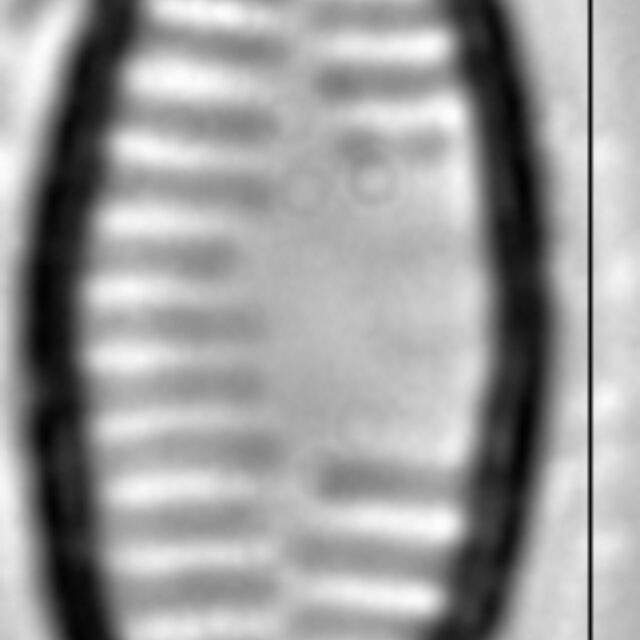 Fragilaria vaucheriae LM1