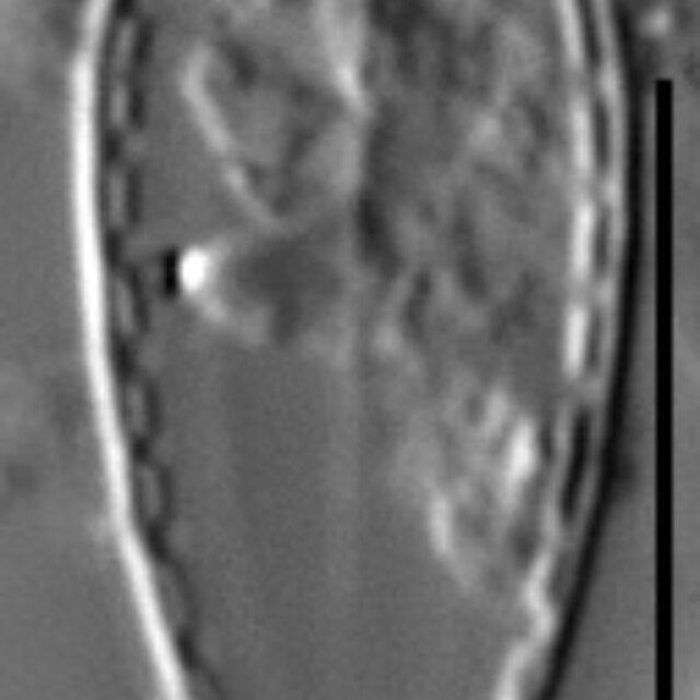 Surirella stalagma LM4