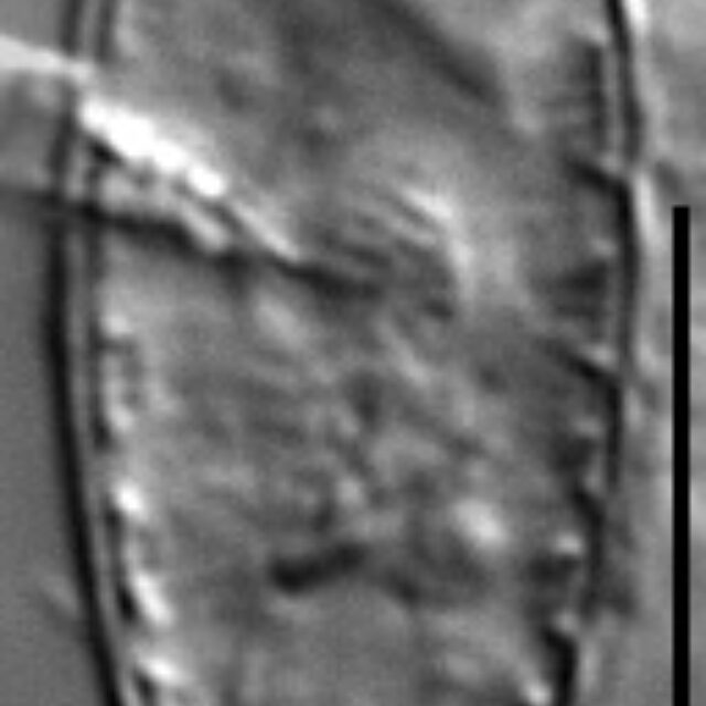 Surirella stalagma LM6