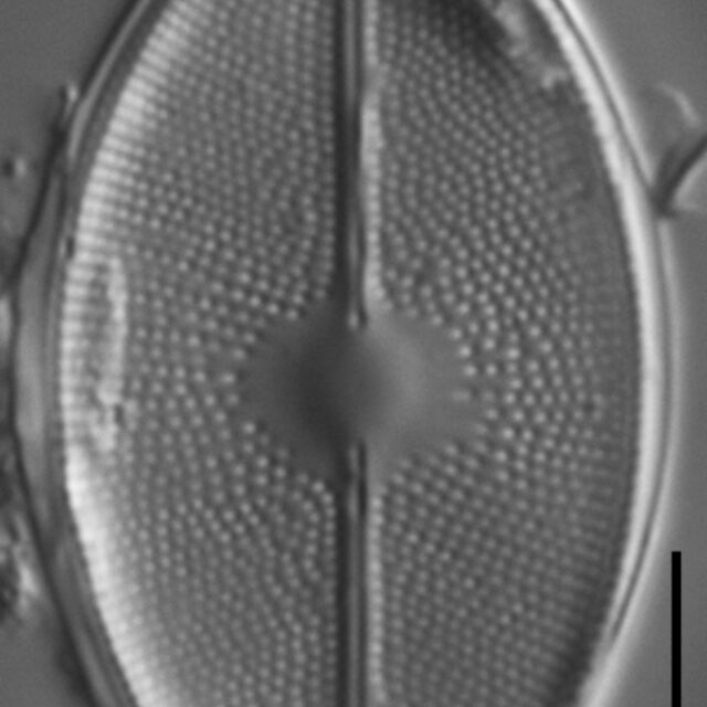 Cavinula maculata LM4