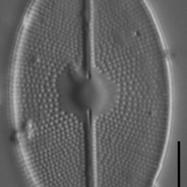 Cavinula maculata LM5