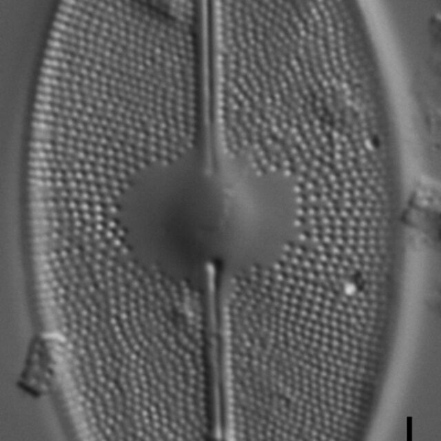 Cavinula maculata LM6