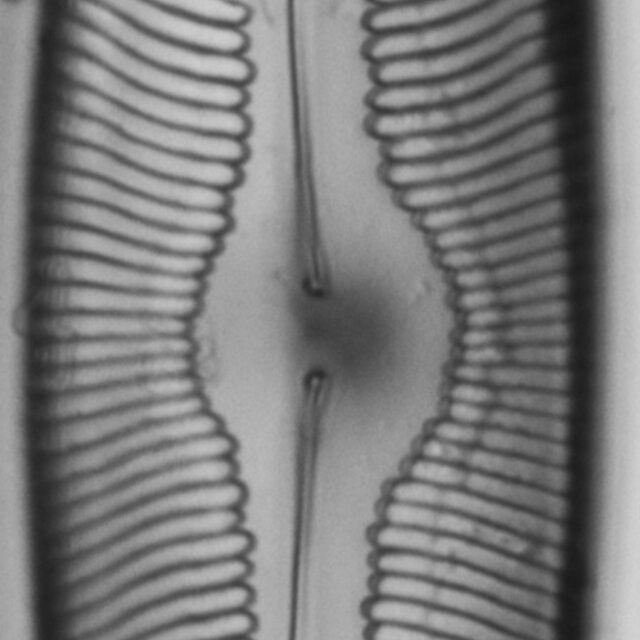 Pinnularia alabamae LM3