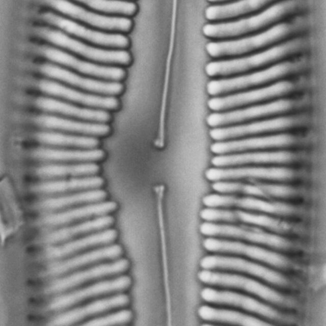 Pinnularia spinifera LM5