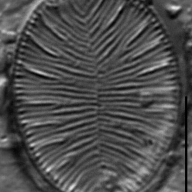 Gc109819B Brebissonii 3