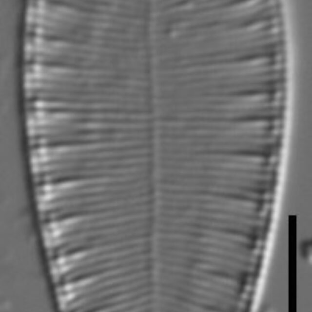 Surirella lacrimula LM4